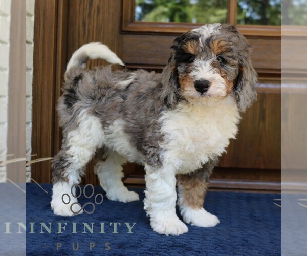 Medium Photo #2 Bernedoodle (Miniature) Puppy For Sale in NARVON, PA, USA