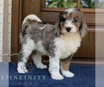 Small #1 Bernedoodle (Miniature)