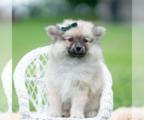 Medium Photo #41 Pomeranian Puppy For Sale in WARSAW, IN, USA