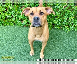 American Pit Bull Terrier-Labrador Retriever Mix Dogs for adoption in West Palm Beach, FL, USA