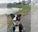 Small #3 American Pit Bull Terrier