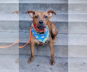 Avia - Female American Staffordshire Terrier-Boxer Mix Dog for Adoption - Photo #9