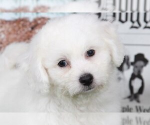 Bichon Frise Puppy for sale in BEL AIR, MD, USA