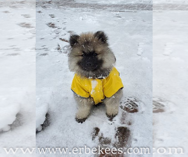 Medium Photo #69 Keeshond Puppy For Sale in FAYETTEVILLE, TN, USA