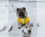 Small Photo #69 Keeshond Puppy For Sale in FAYETTEVILLE, TN, USA