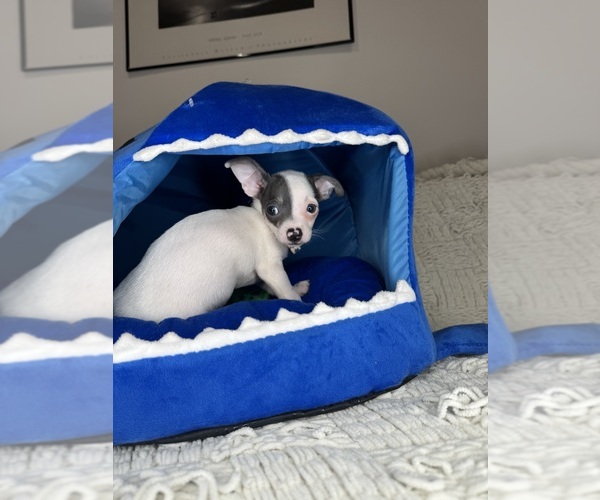 Medium Photo #10 Chihuahua Puppy For Sale in CHARLOTTE, NC, USA