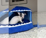 Small #9 Chihuahua