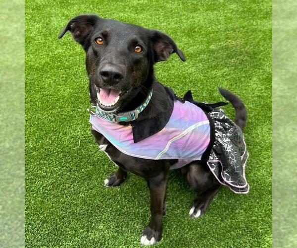 Medium Photo #15 Labrador Retriever-Unknown Mix Puppy For Sale in San Diego, CA, USA