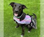 Small #14 Labrador Retriever Mix