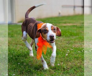 Beagle-Unknown Mix Dogs for adoption in Rowayton, CT, USA