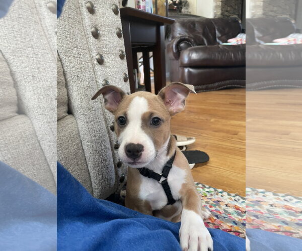 Medium Photo #2 Mutt Puppy For Sale in Ball Ground, GA, USA