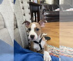 Small #1 Mutt
