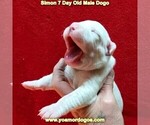 Small Photo #13 Dogo Argentino Puppy For Sale in JANE, MO, USA