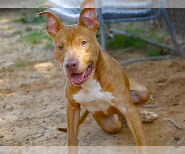 Medium Photo #1 Staffordshire Bull Terrier-Unknown Mix Puppy For Sale in Tallahassee, FL, USA