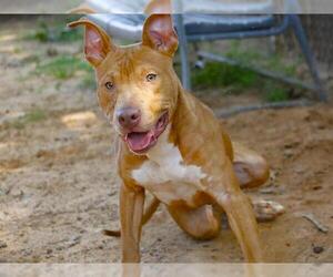 Staffordshire Bull Terrier-Unknown Mix Dogs for adoption in Tallahassee, FL, USA