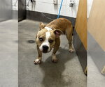 Small Mutt
