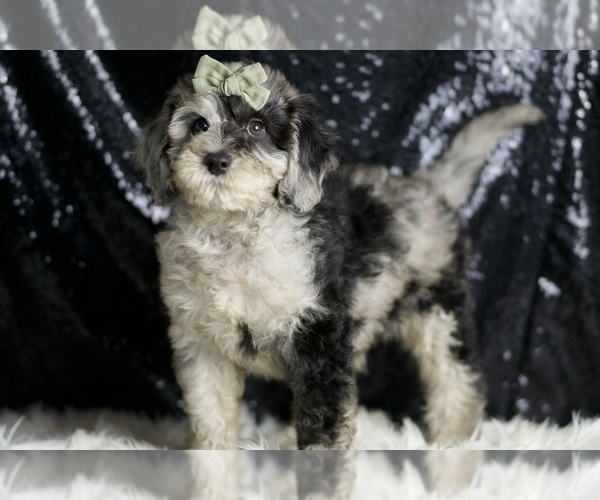 Medium Photo #4 Goldendoodle (Miniature) Puppy For Sale in WARSAW, IN, USA
