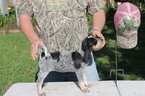 Puppy 2 Bluetick Coonhound