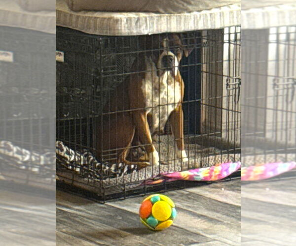 Medium Photo #4 Boxer Puppy For Sale in Austin, TX, USA