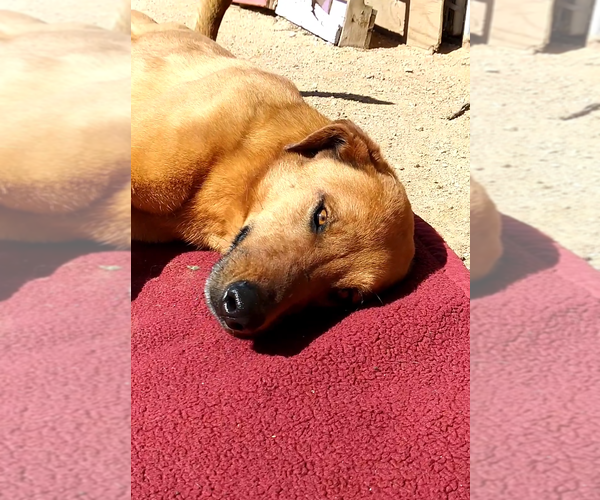 Medium Photo #4 Labrador Retriever-Unknown Mix Puppy For Sale in Apple Valley, CA, USA