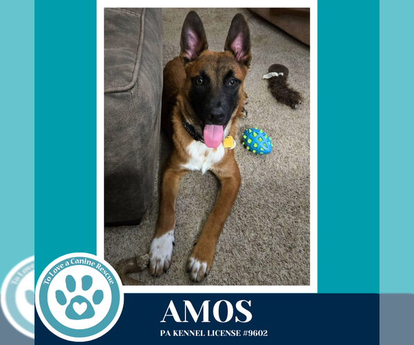 Medium Photo #12 Mutt Puppy For Sale in Kimberton, PA, USA