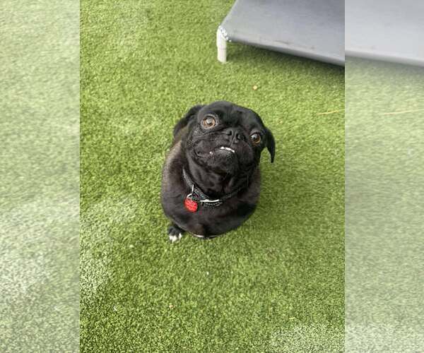 Medium Photo #2 Pug-Unknown Mix Puppy For Sale in Tempe , AZ, USA