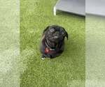 Small #1 Pug Mix