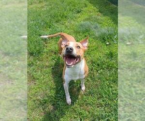 American Pit Bull Terrier Dogs for adoption in Springfield, MA, USA
