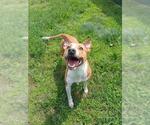 Small American Pit Bull Terrier