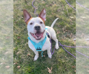 American Bulldog-Unknown Mix Dogs for adoption in Coralville, IA, USA