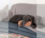 Small #4 Great Dane-Labrador Retriever Mix