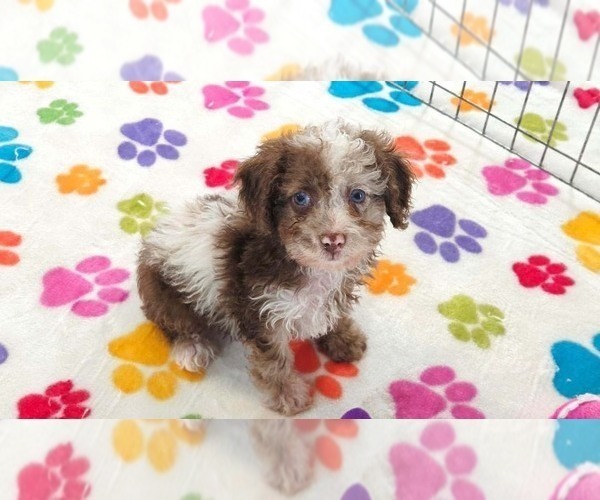 Medium Photo #3 Cockapoo (Toy)-Poodle (Toy) Mix Puppy For Sale in ORO VALLEY, AZ, USA