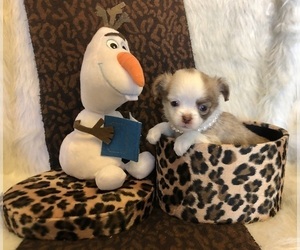 Chihuahua Puppy for sale in NEWVILLE, PA, USA