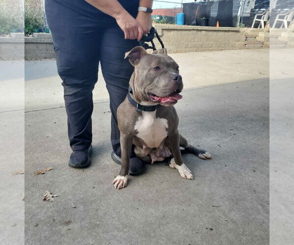 Medium Photo #10 American Pit Bull Terrier-Staffordshire Bull Terrier Mix Puppy For Sale in Princeton, MN, USA