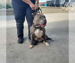 Small #9 American Pit Bull Terrier-Staffordshire Bull Terrier Mix