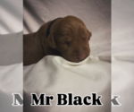 Puppy Puppy 1 Vizsla