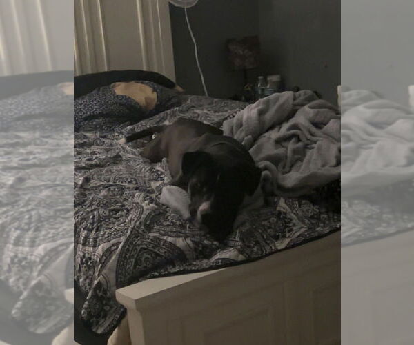 Medium Photo #2 Mutt Puppy For Sale in Evansville, IN, USA