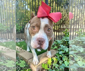 Ember - Female American Pit Bull Terrier-Unknown Mix Dog for Adoption - Photo #5