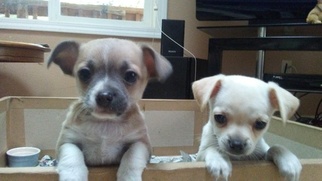 Chihuahua Puppy for sale in CAMAS, WA, USA