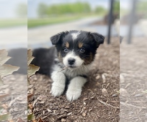 Australian Shepherd Puppy for sale in LODA, IL, USA