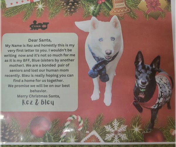 Medium Photo #2 Chihuahua-Unknown Mix Puppy For Sale in Lindsay, CA, USA