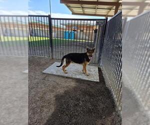 German Shepherd Dog Dogs for adoption in Riverside, CA, USA