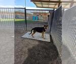 Small German Shepherd Dog
