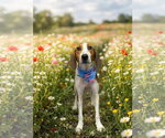 Small Photo #3 American Foxhound Puppy For Sale in Rustburg, VA, USA