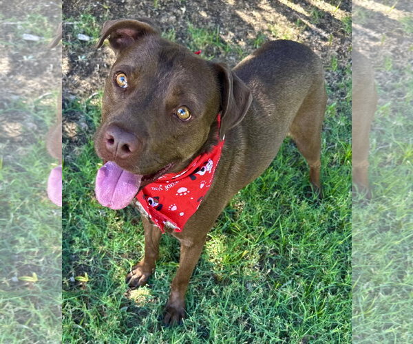 Medium Photo #1 American Pit Bull Terrier-Labrador Retriever Mix Puppy For Sale in Phoenix, AZ, USA