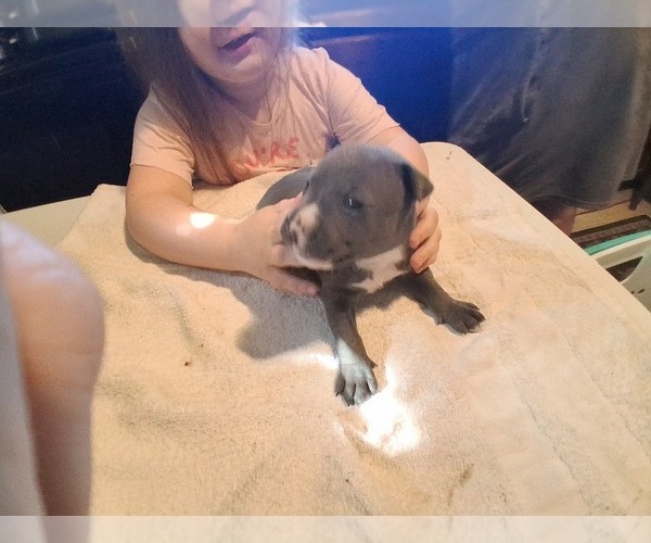Medium Photo #10 American Pit Bull Terrier Puppy For Sale in DANNEBROG, NE, USA