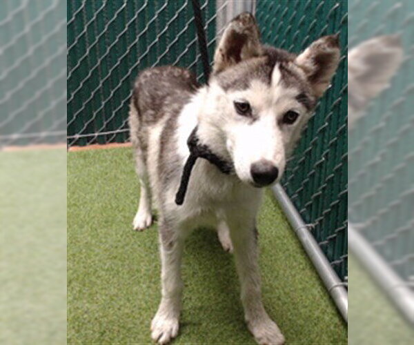 Medium Photo #1 Siberian Husky Puppy For Sale in Downey, CA, USA
