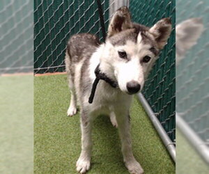 Siberian Husky Dogs for adoption in Downey, CA, USA