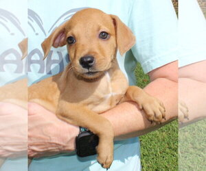 Retriever -Unknown Mix Dogs for adoption in Prattville, AL, USA