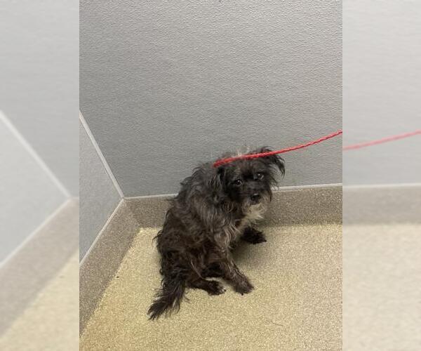 Medium Photo #1 Mutt Puppy For Sale in Las Vegas, NV, USA